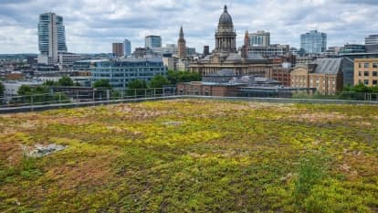 gRoof Eco extensive green roof