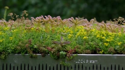gRoof Modular tray-based green roof