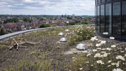 gRoof Natural wildflower green roof